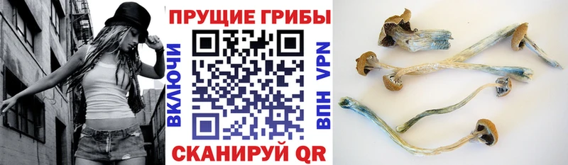 где купить наркоту  Мичуринск  mega ссылки  Псилоцибиновые грибы Magic Shrooms 